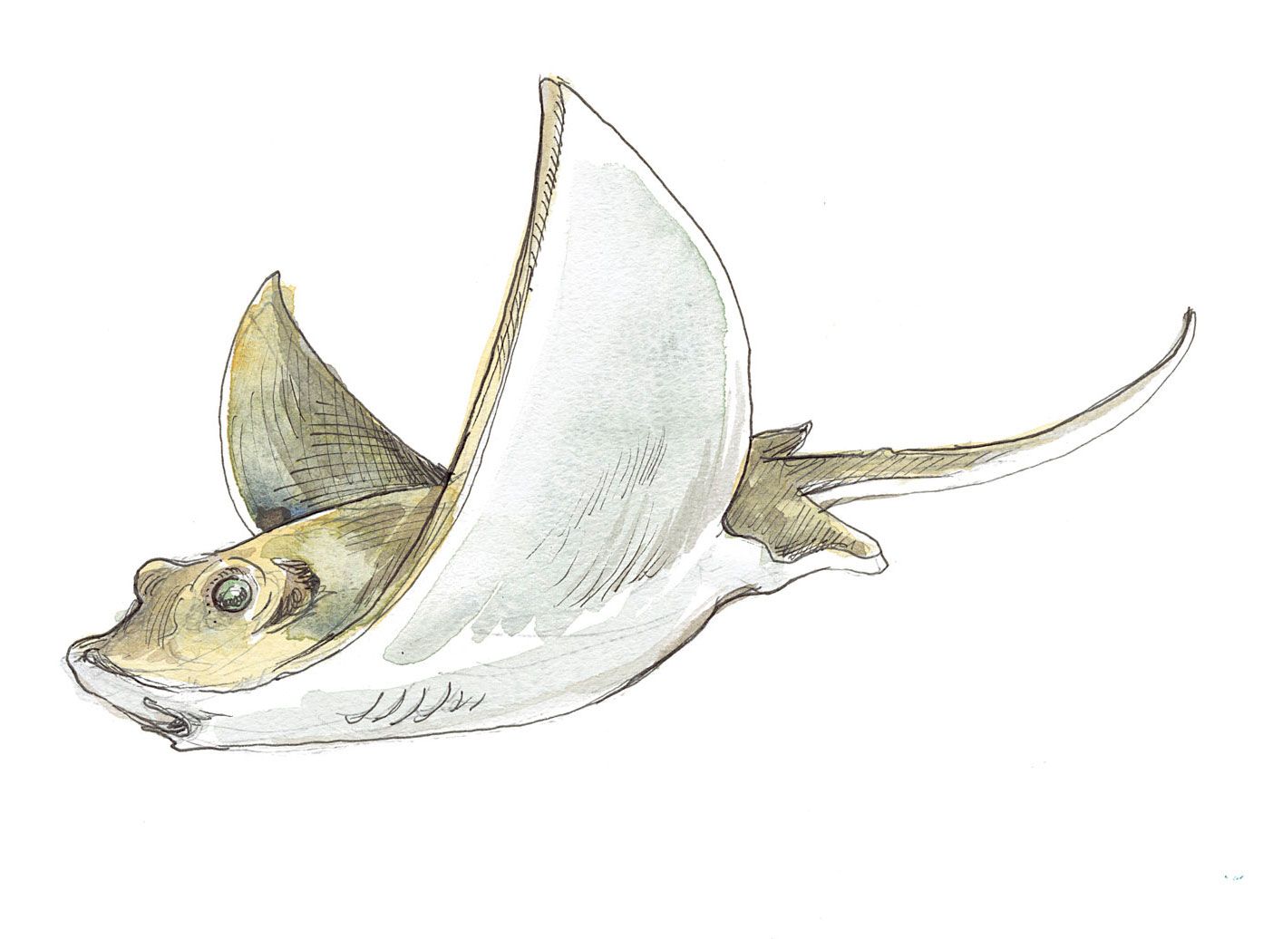 illustration of bat ray