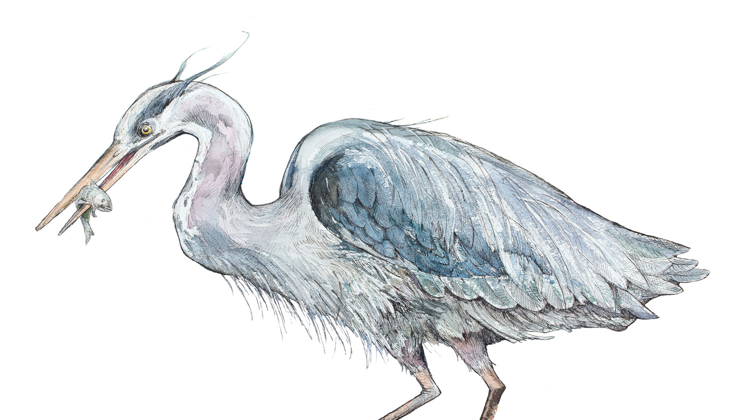 illustration of heron with fish in its mouth