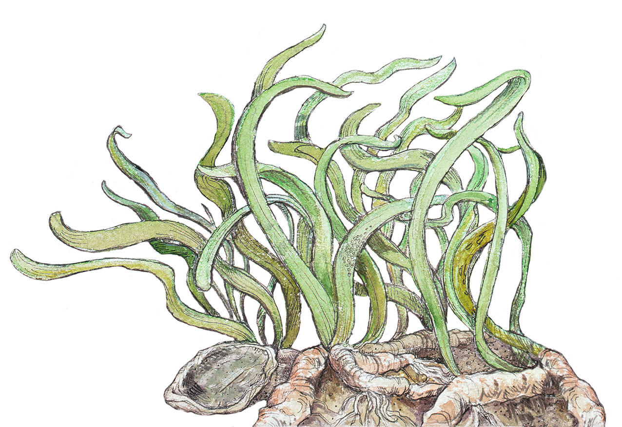 color pencil illustration of eelgrass