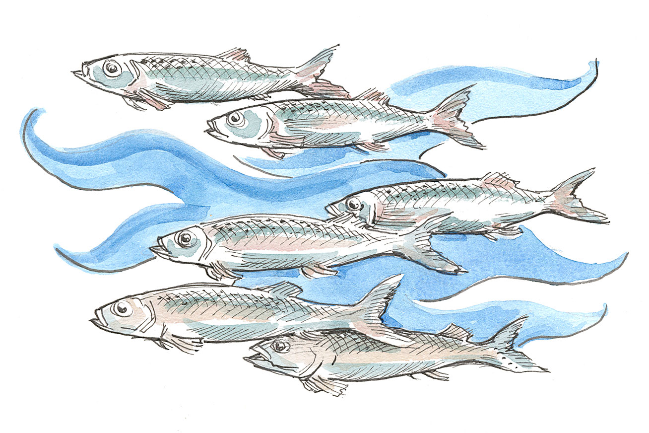 Illustration of small school of herring
