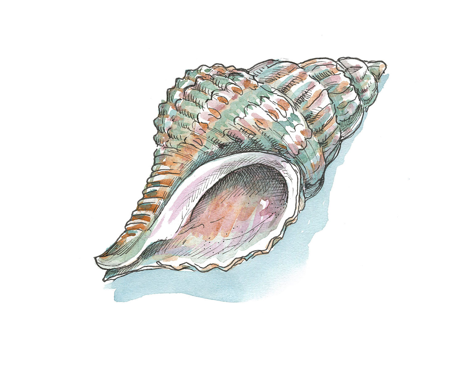 illustration of oyster drill