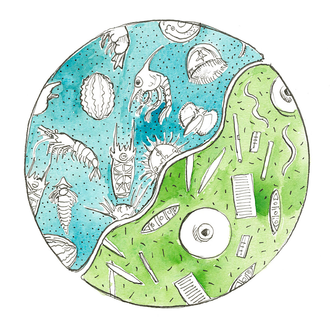 illustration of zoo and phyto plankton