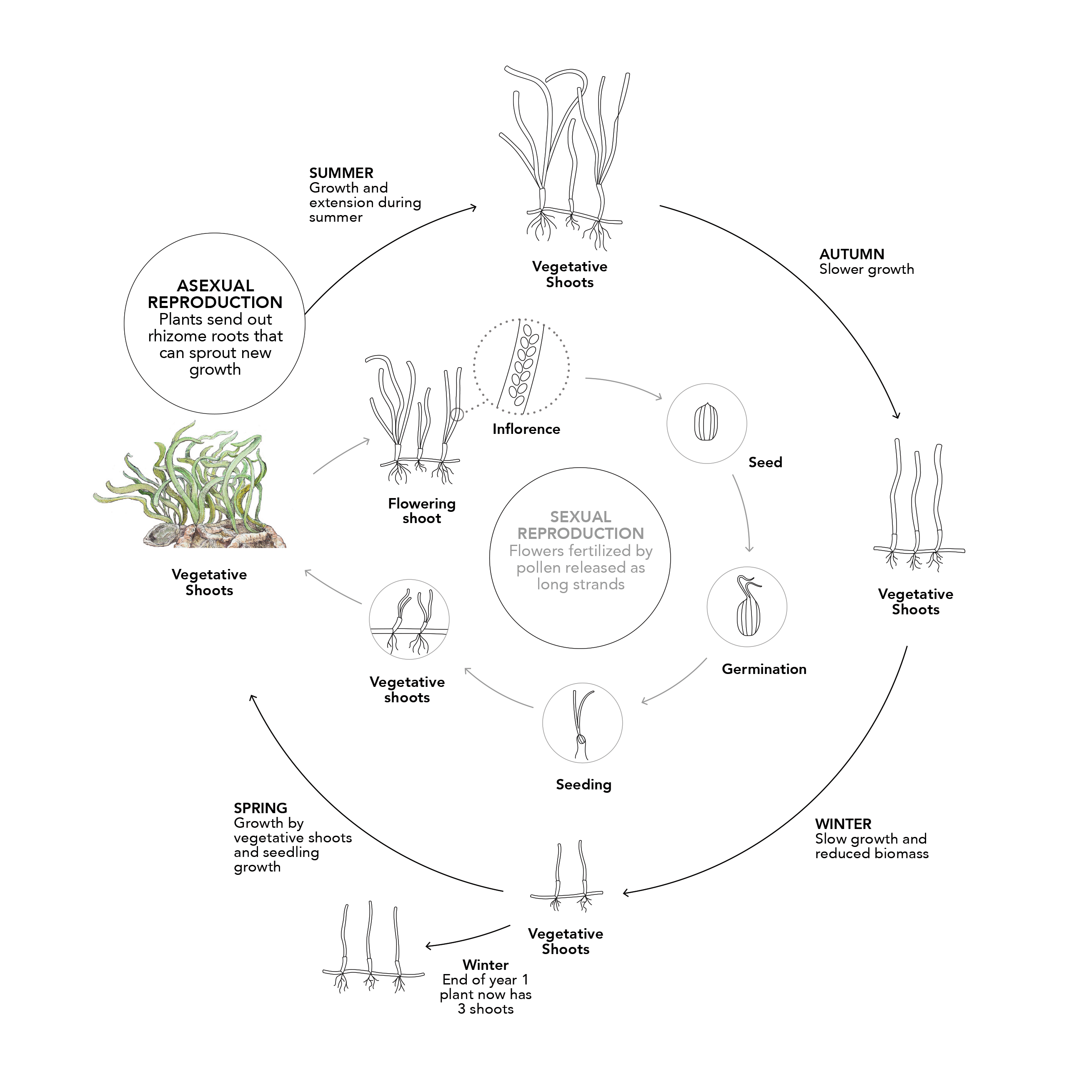 diagram of Eelgrass reproduction