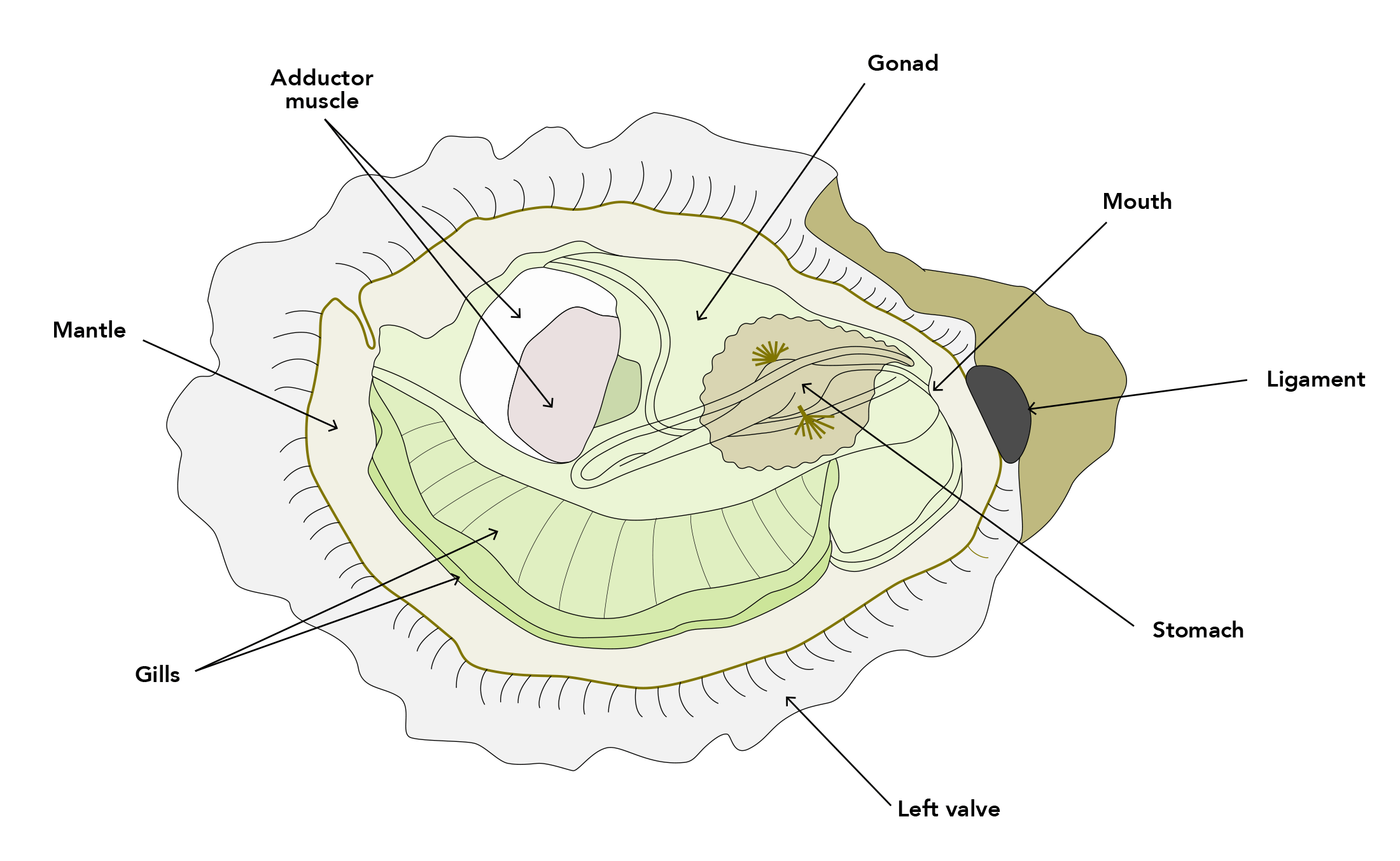 illustration diagram identifying oyster anatomy parts