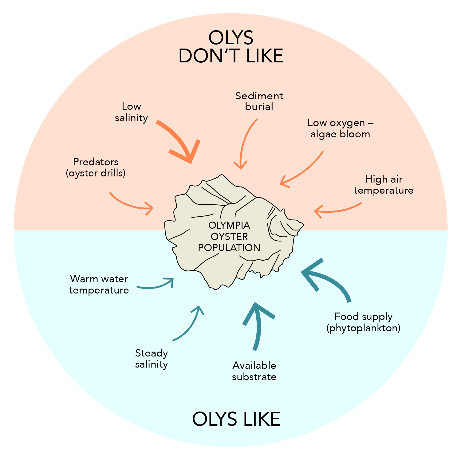 Diagram showing likes and dislikes of Olys