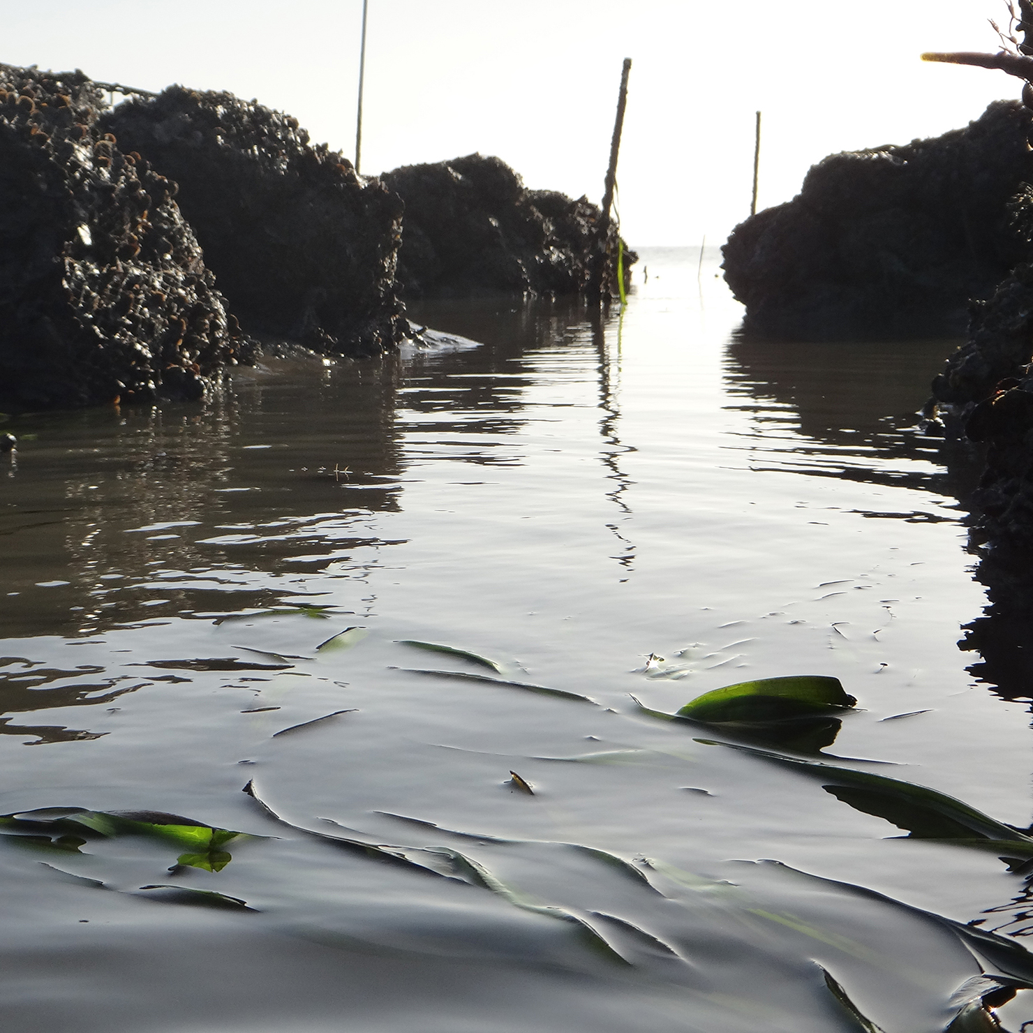 Eelgrass restoration