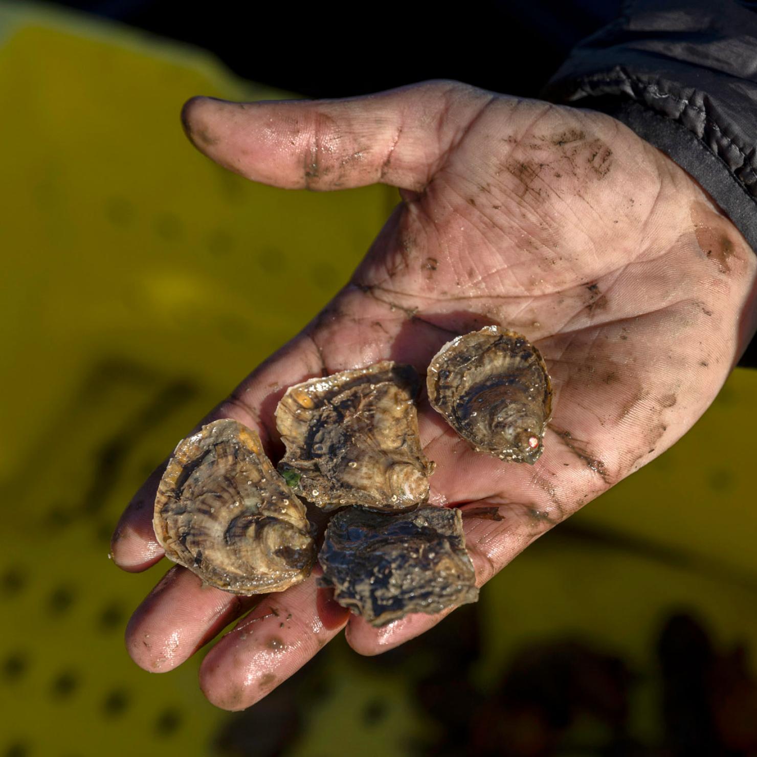 Four small oysters in a human hand