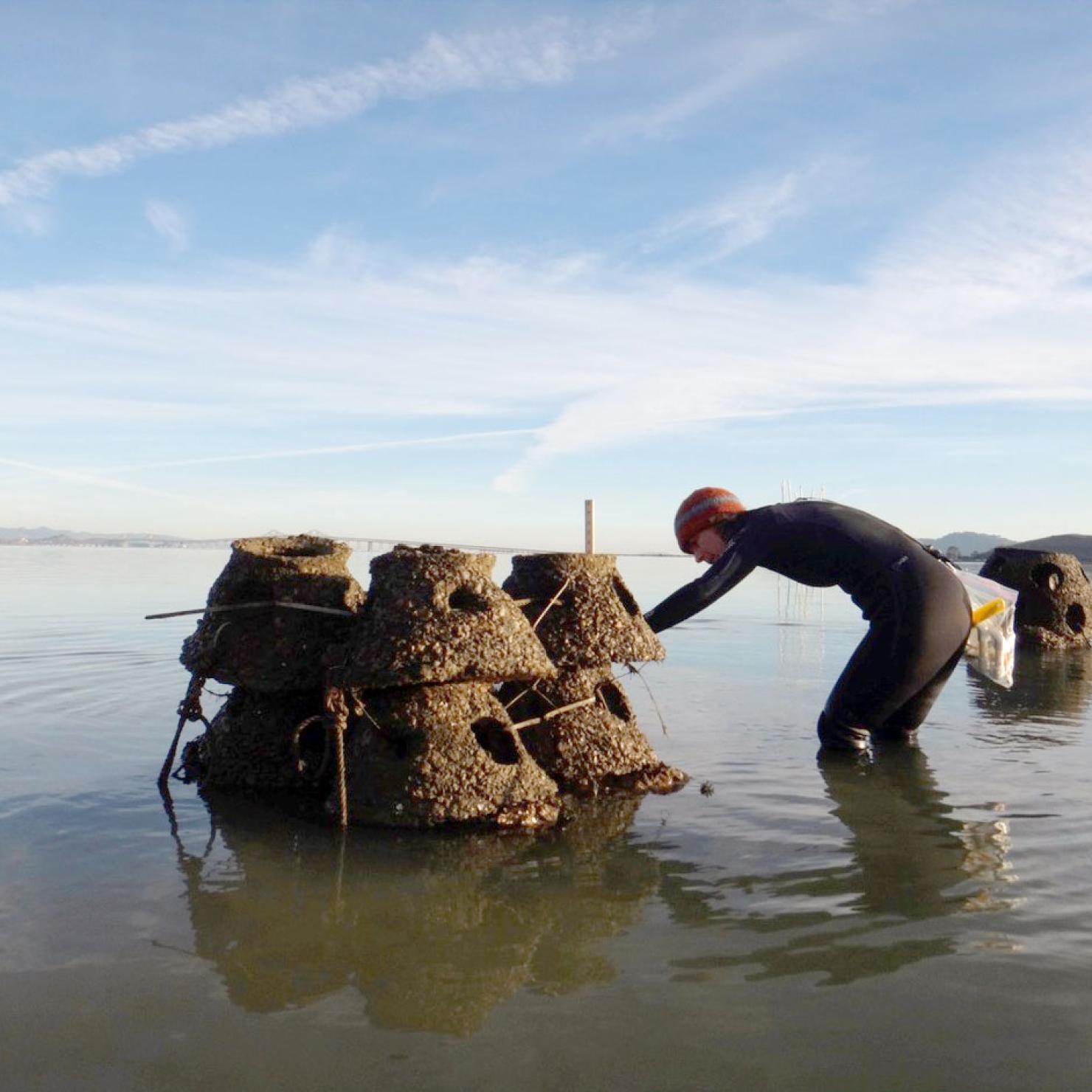 Scientist in bay with artificial reefs