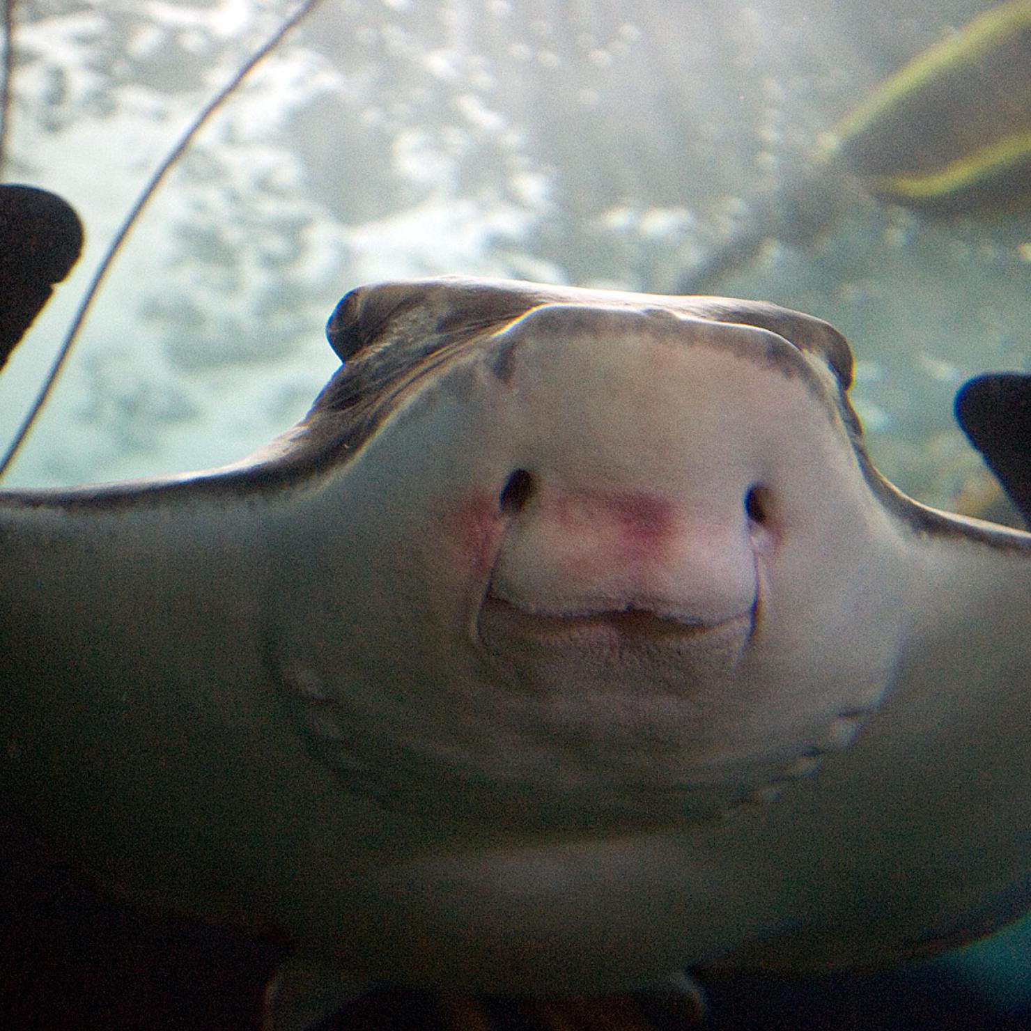 bat ray from below showing mouth