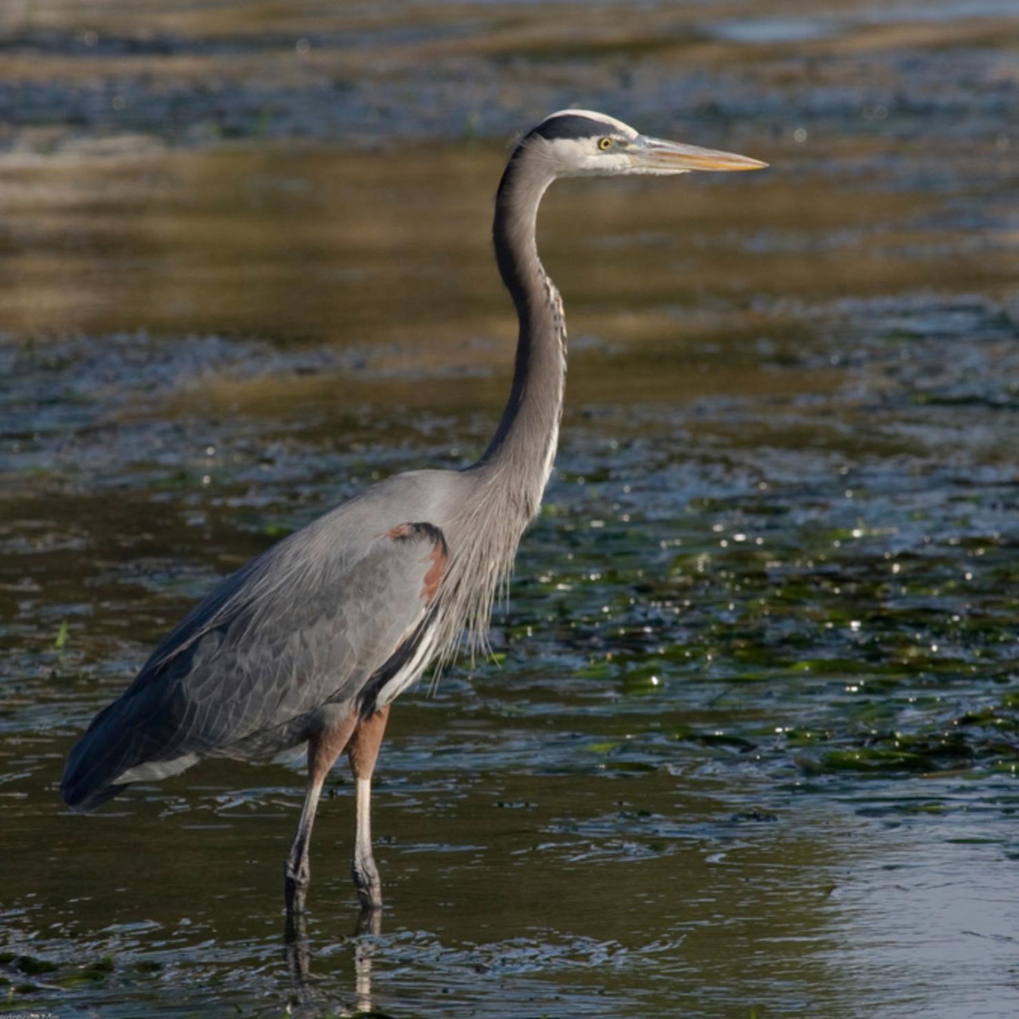 Great Blue Heron