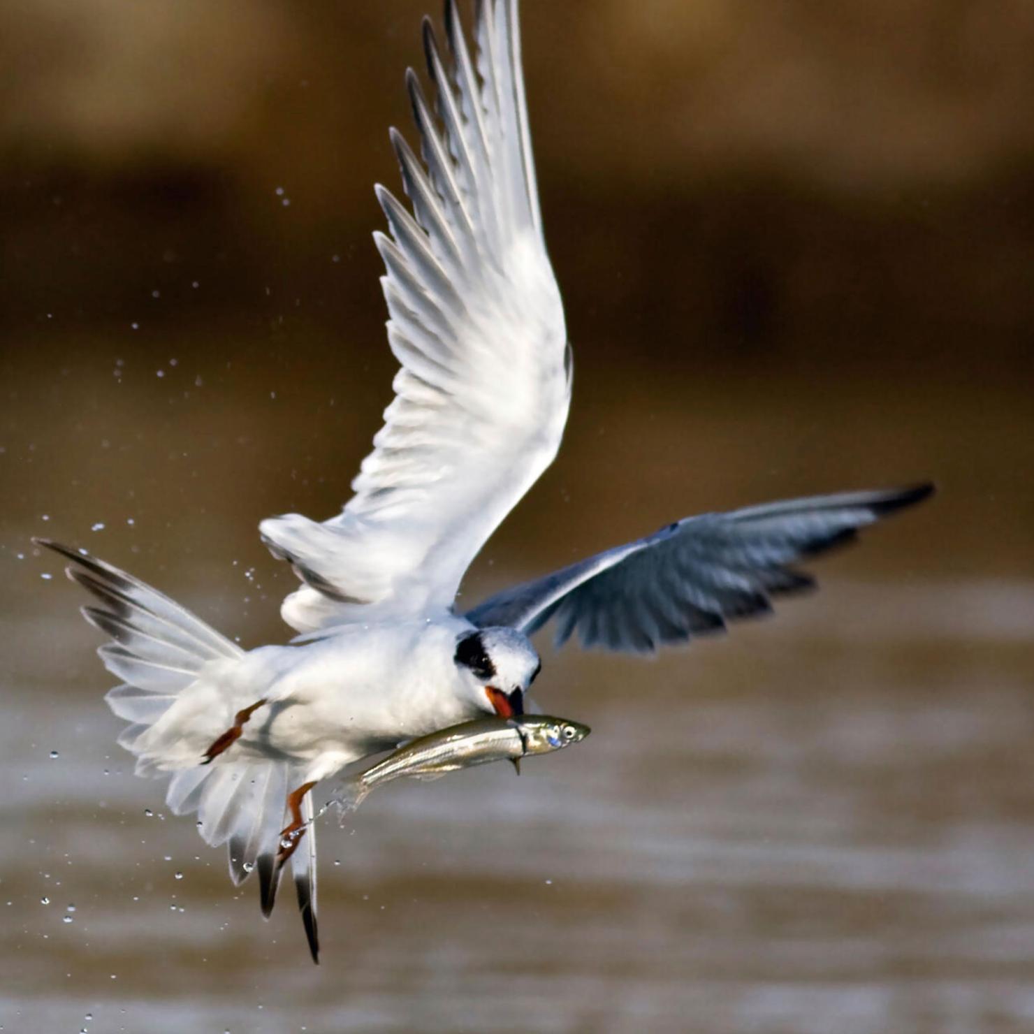 tern flying with fish in its beak