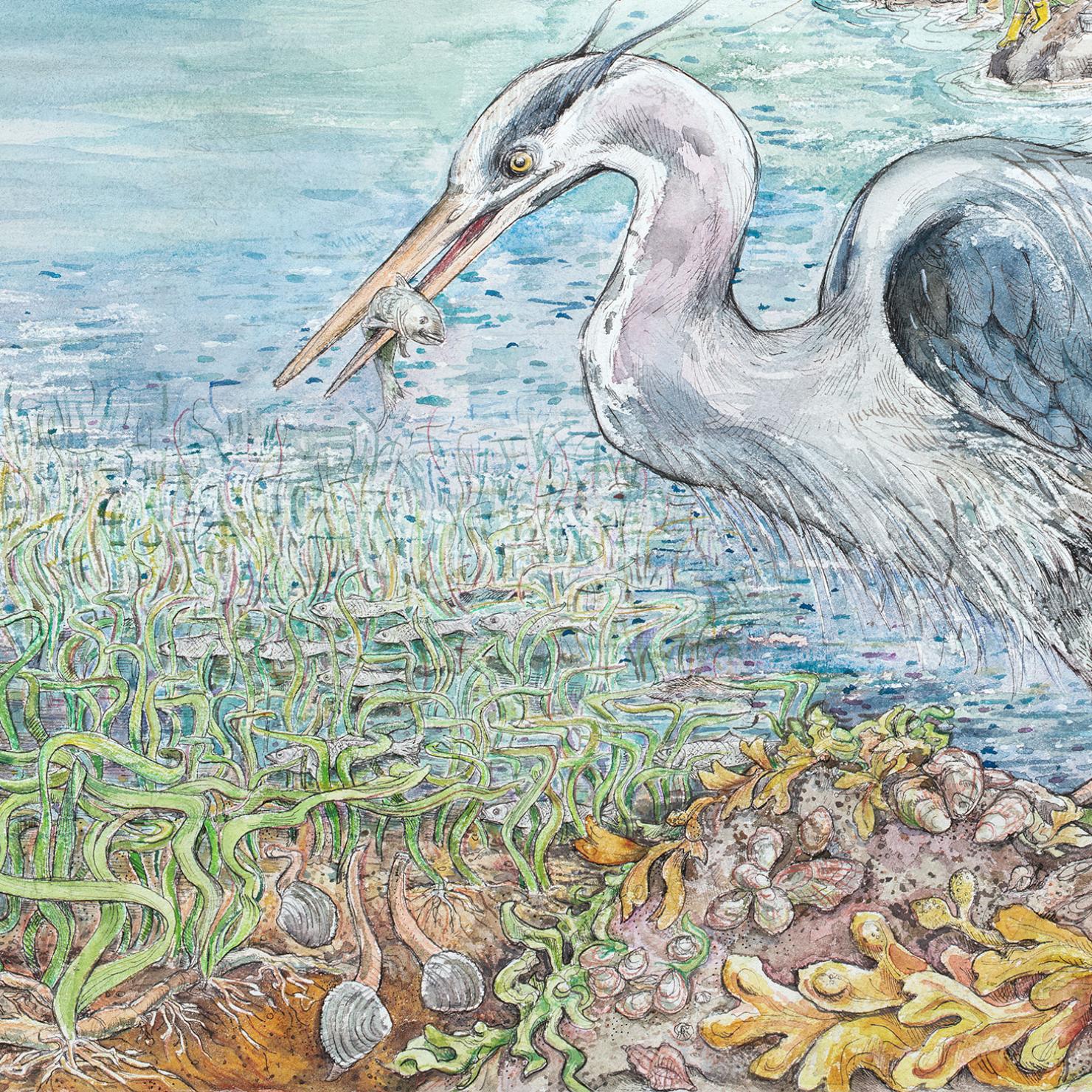 illustration showing various species in estuary