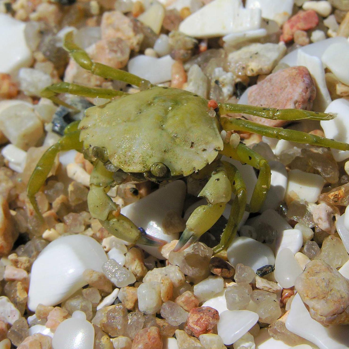 Juvenile green crab