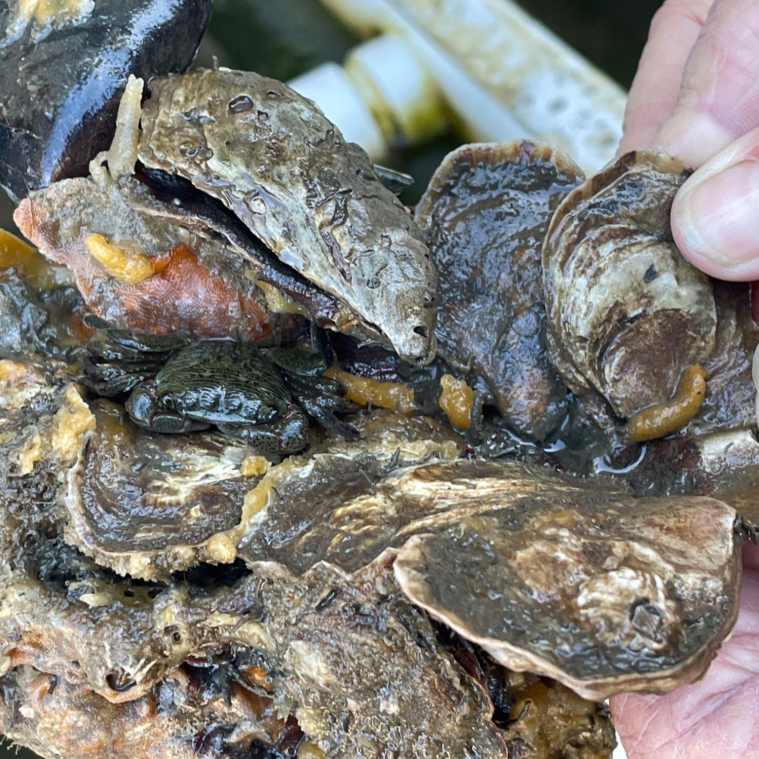 crab hiding among a cluster of Olympia oysters