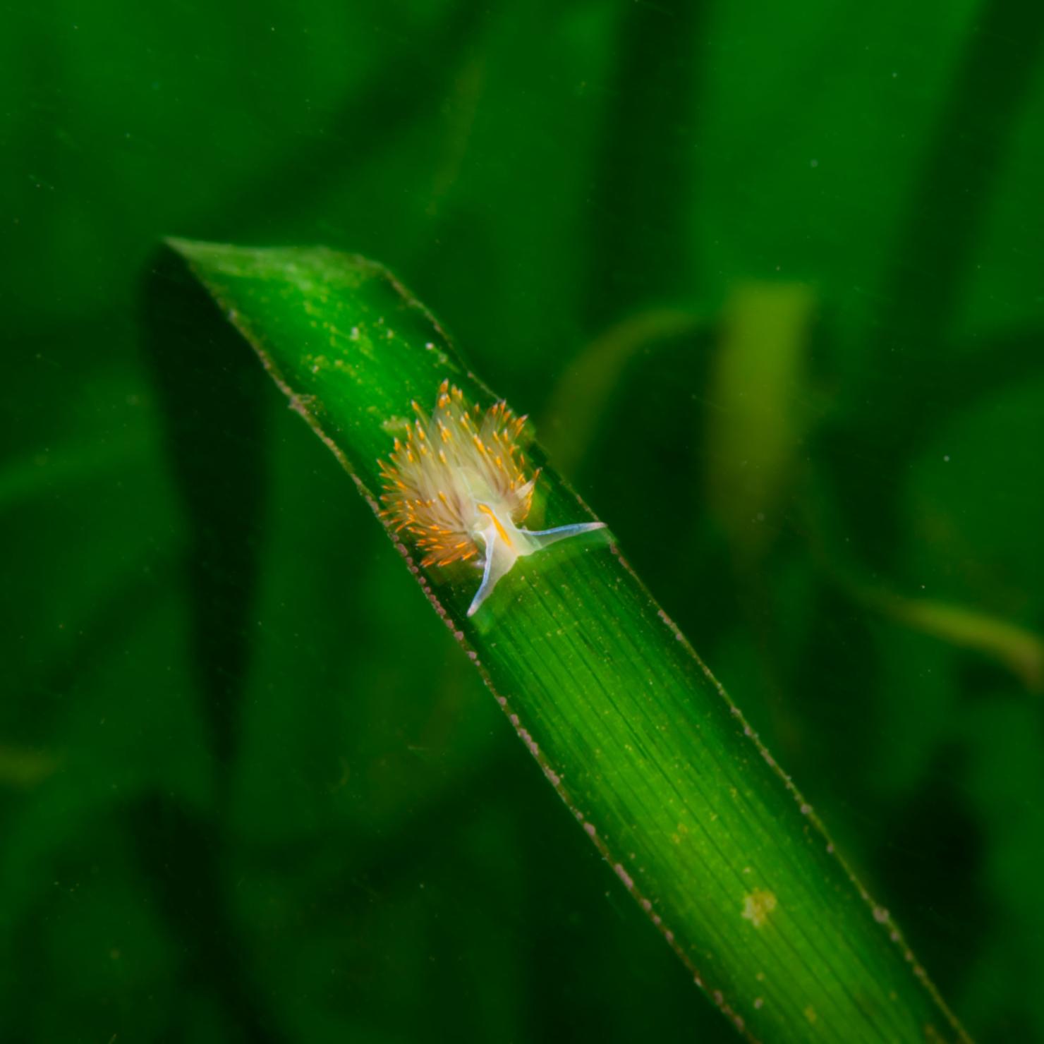 flowering blade of eelgrass