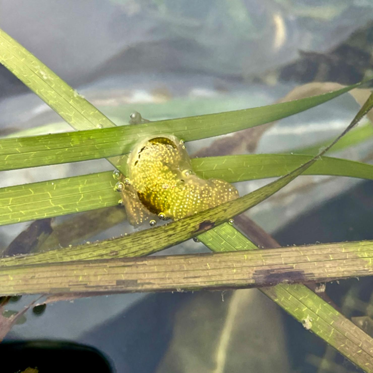 Eelgrass sea hare