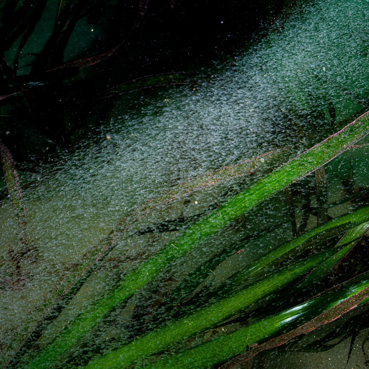 Baby herring just released from their egg