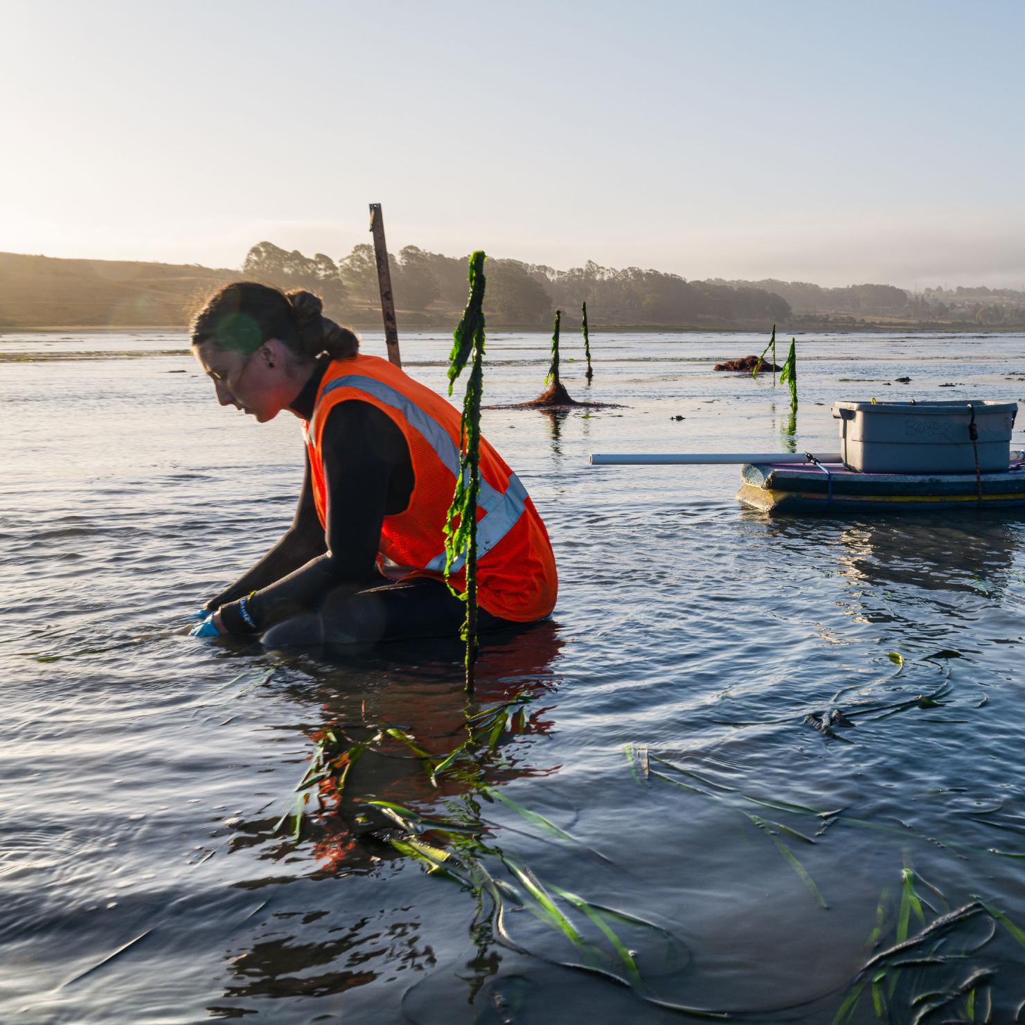 Eelgrass restoration worker in the Bay