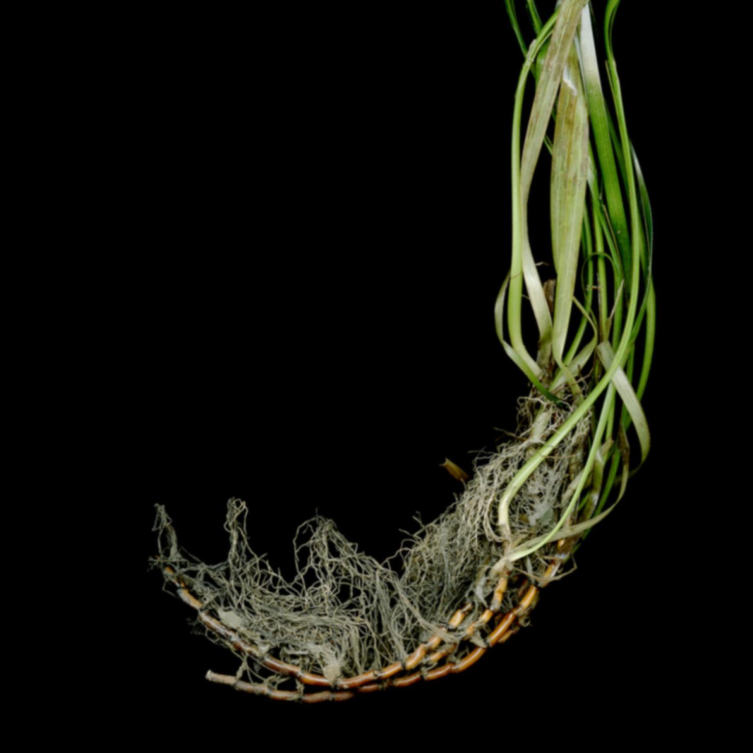 eelgrass roots