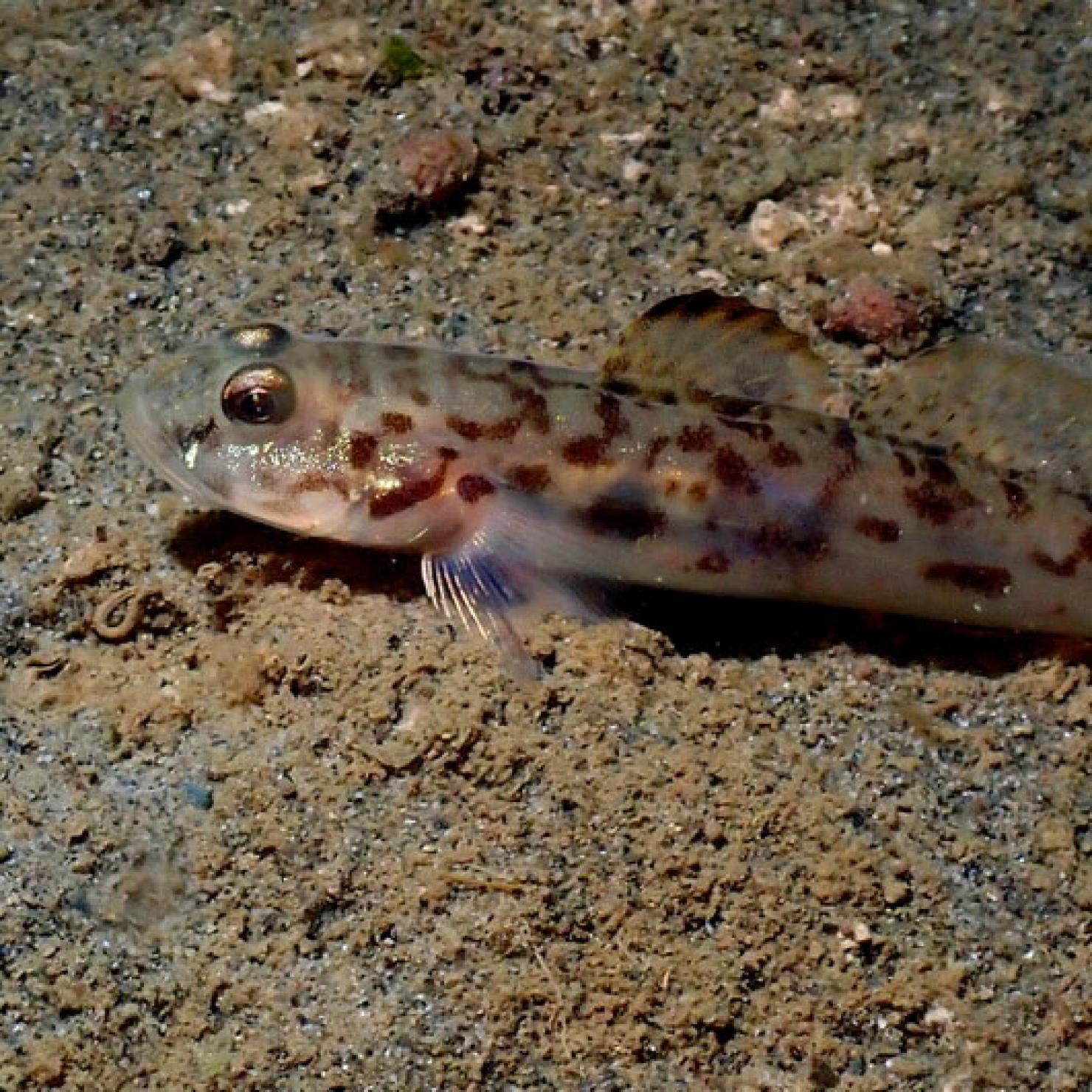 Cameleon Goby