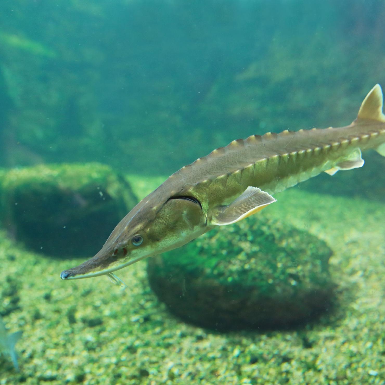 Sturgeon in aquarium