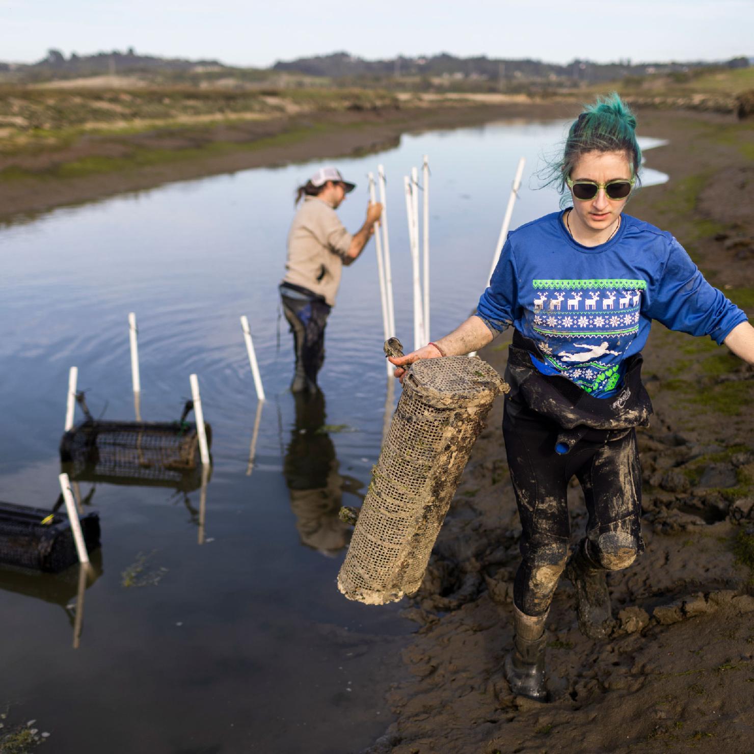 two scientists work on restoration project