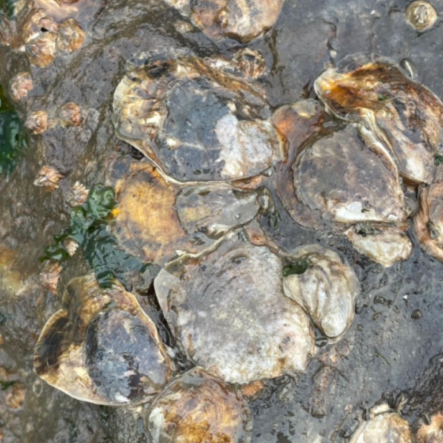 Olympia oysters on rock