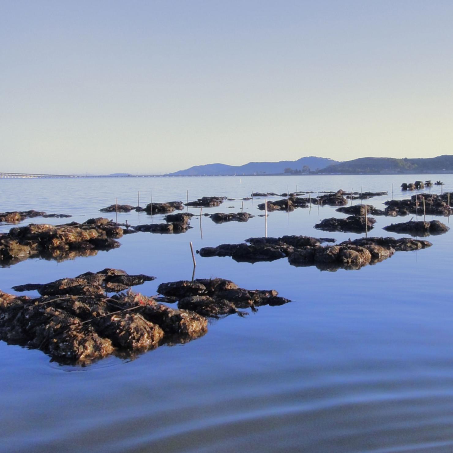 Restoration sites in the bay