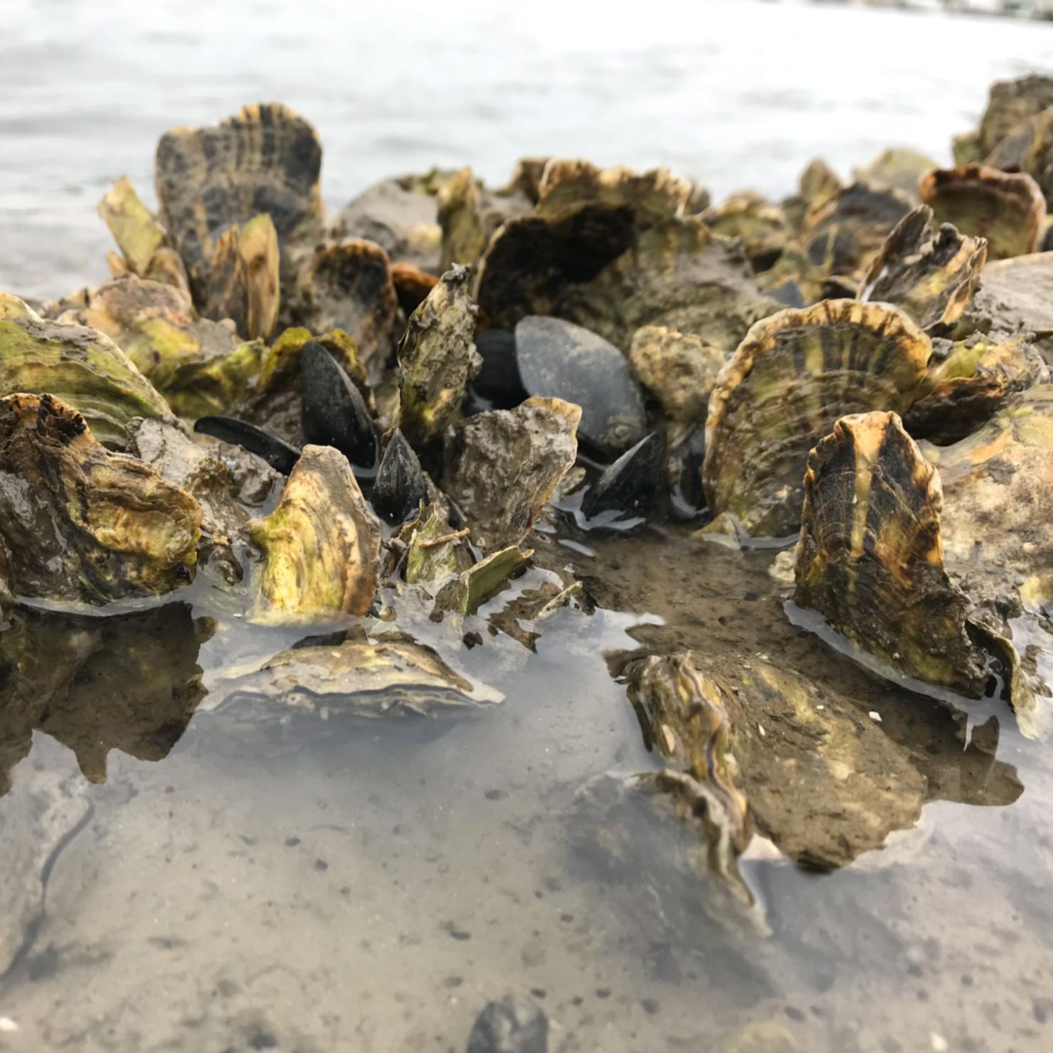 A bed of Olys in San Diego 