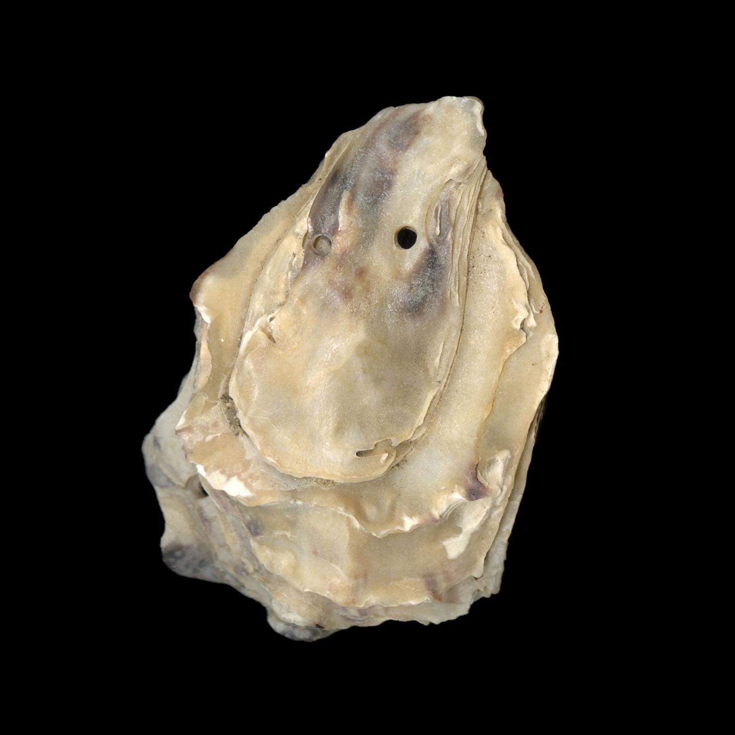 oyster shell with hole made by oyster drill