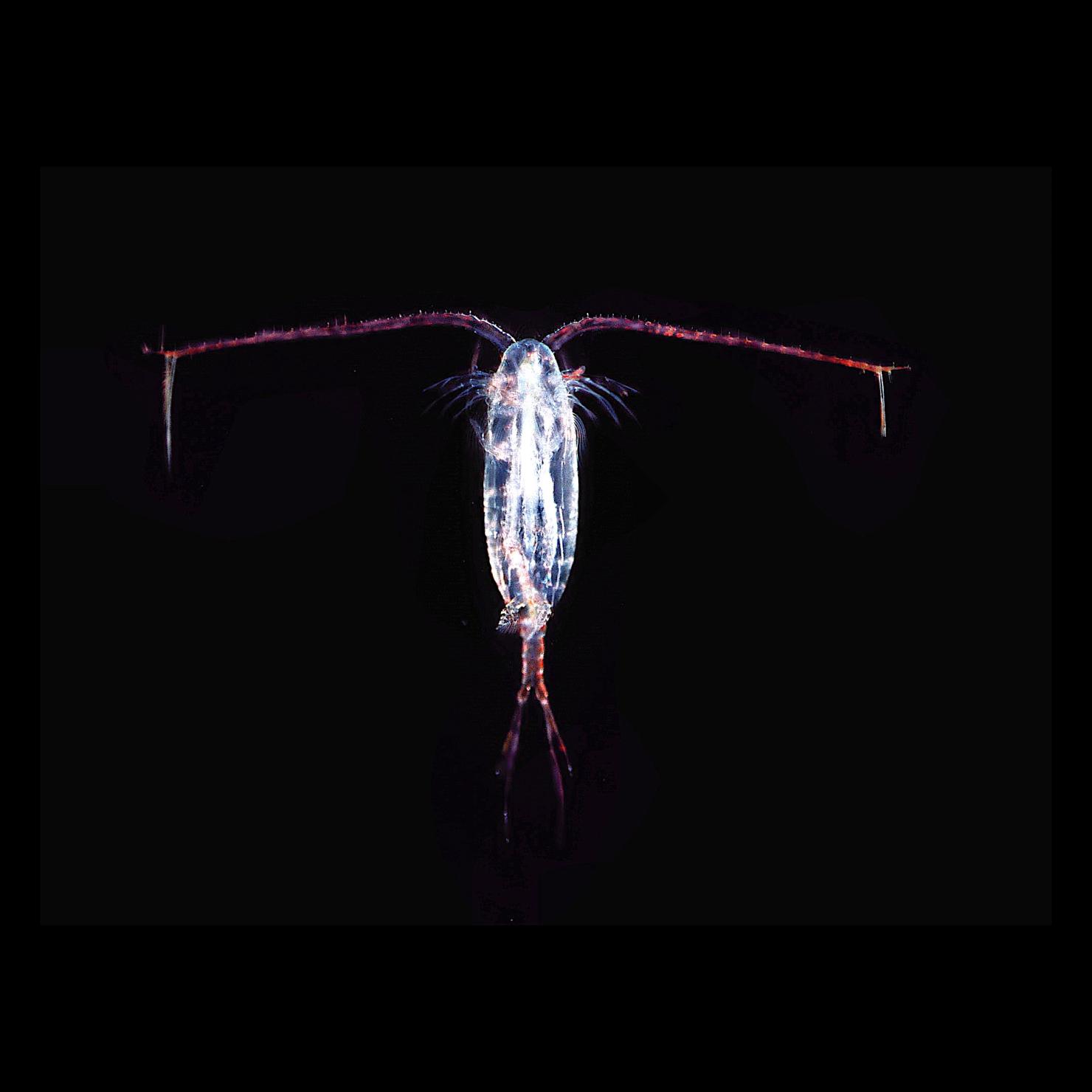 copepod