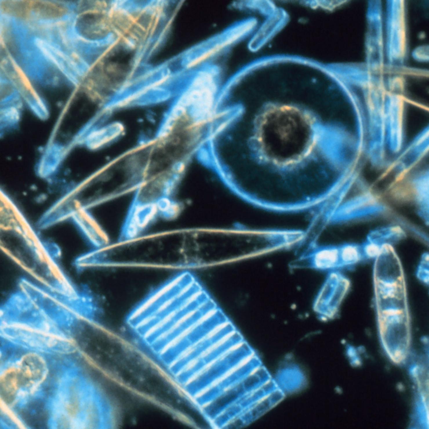 diatoms