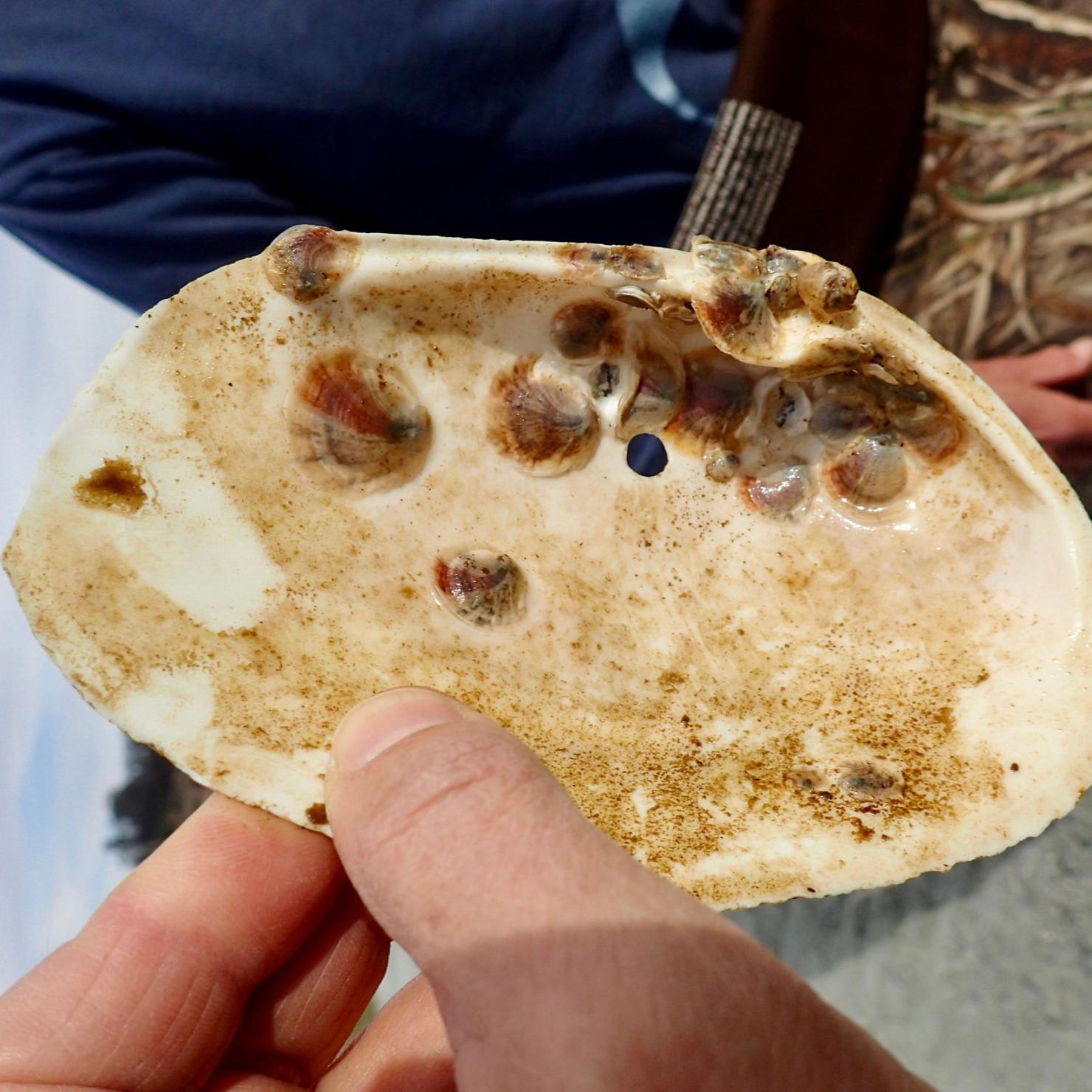 Oly spat settled on a large clam shell