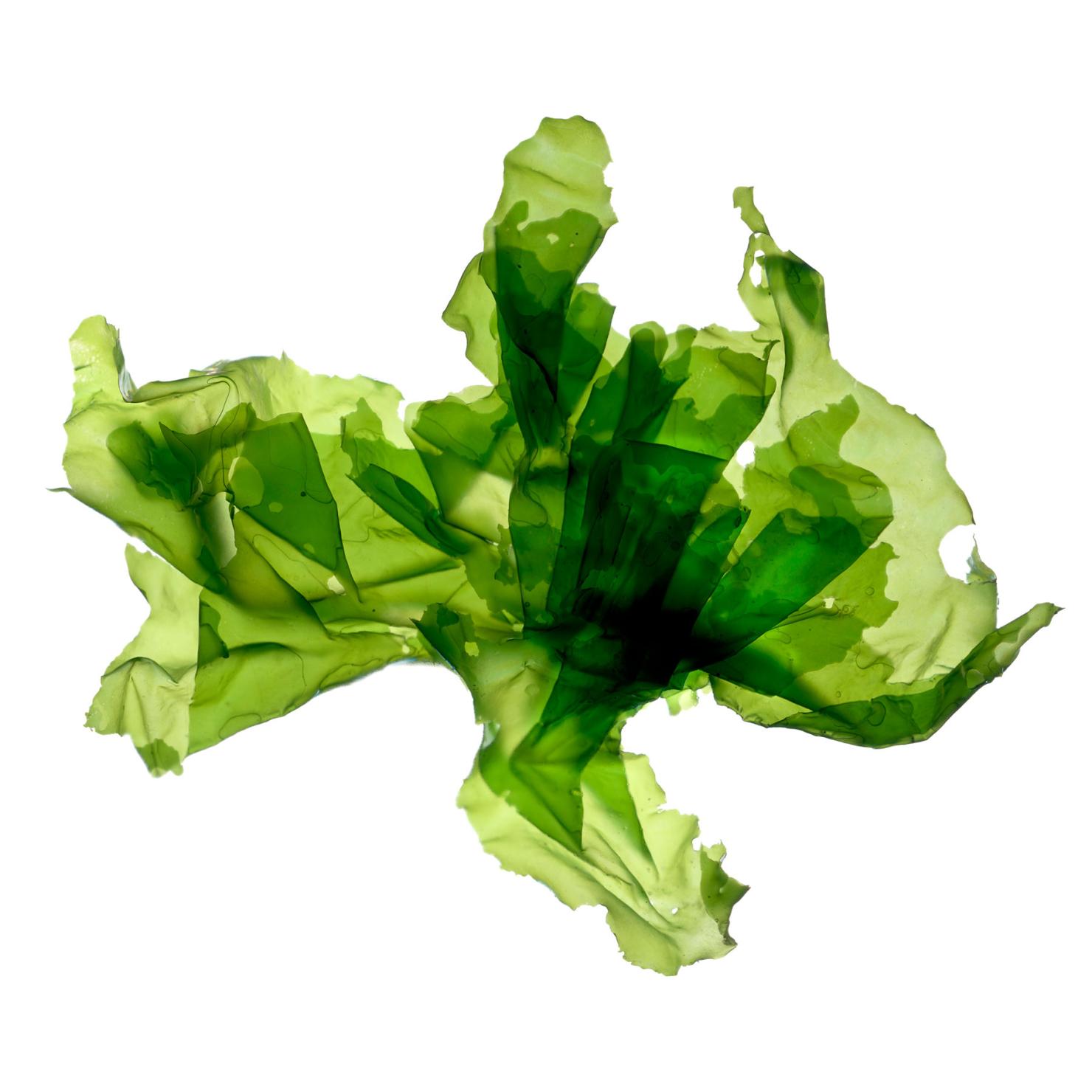 Green Sea Lettuce
