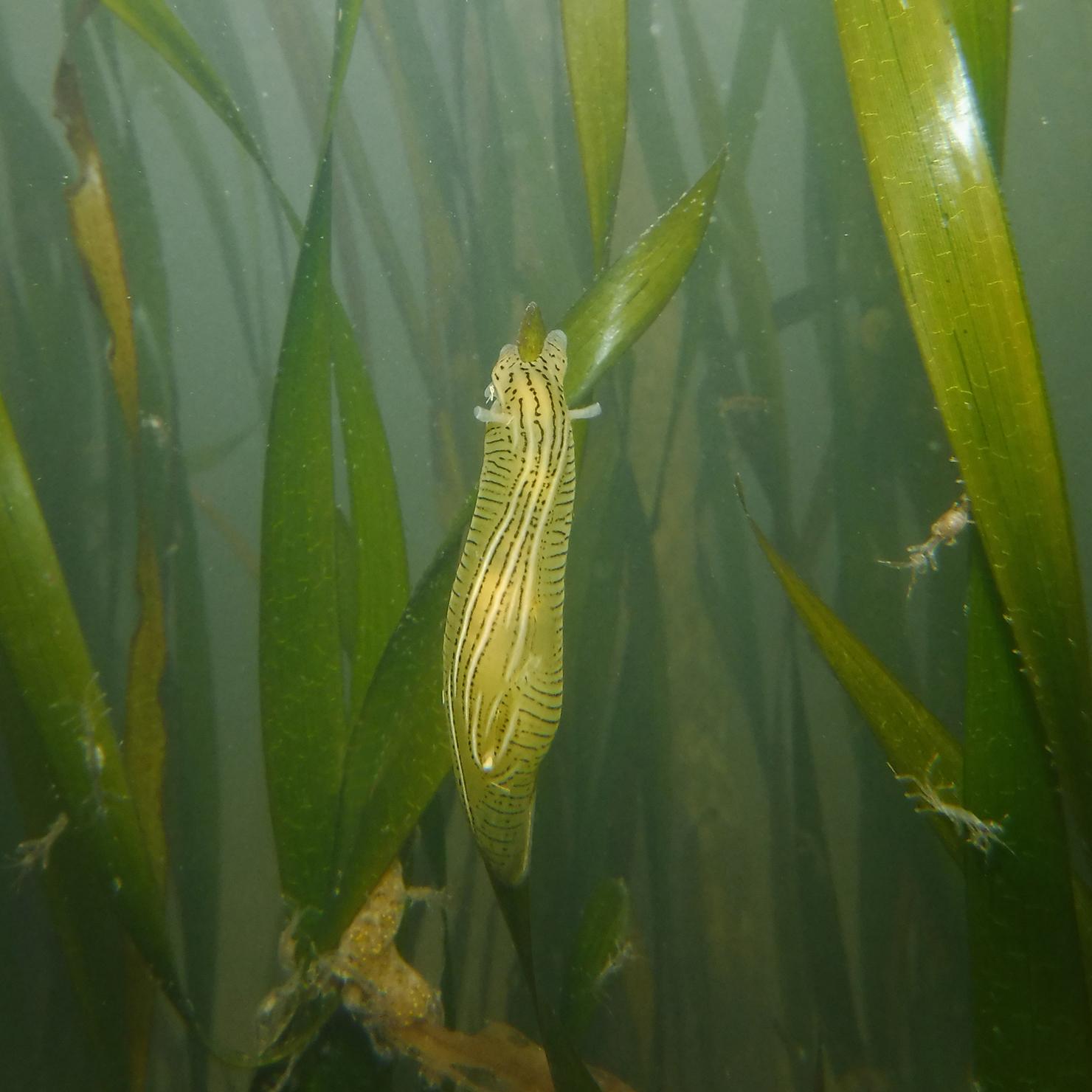 Eelgrass hare