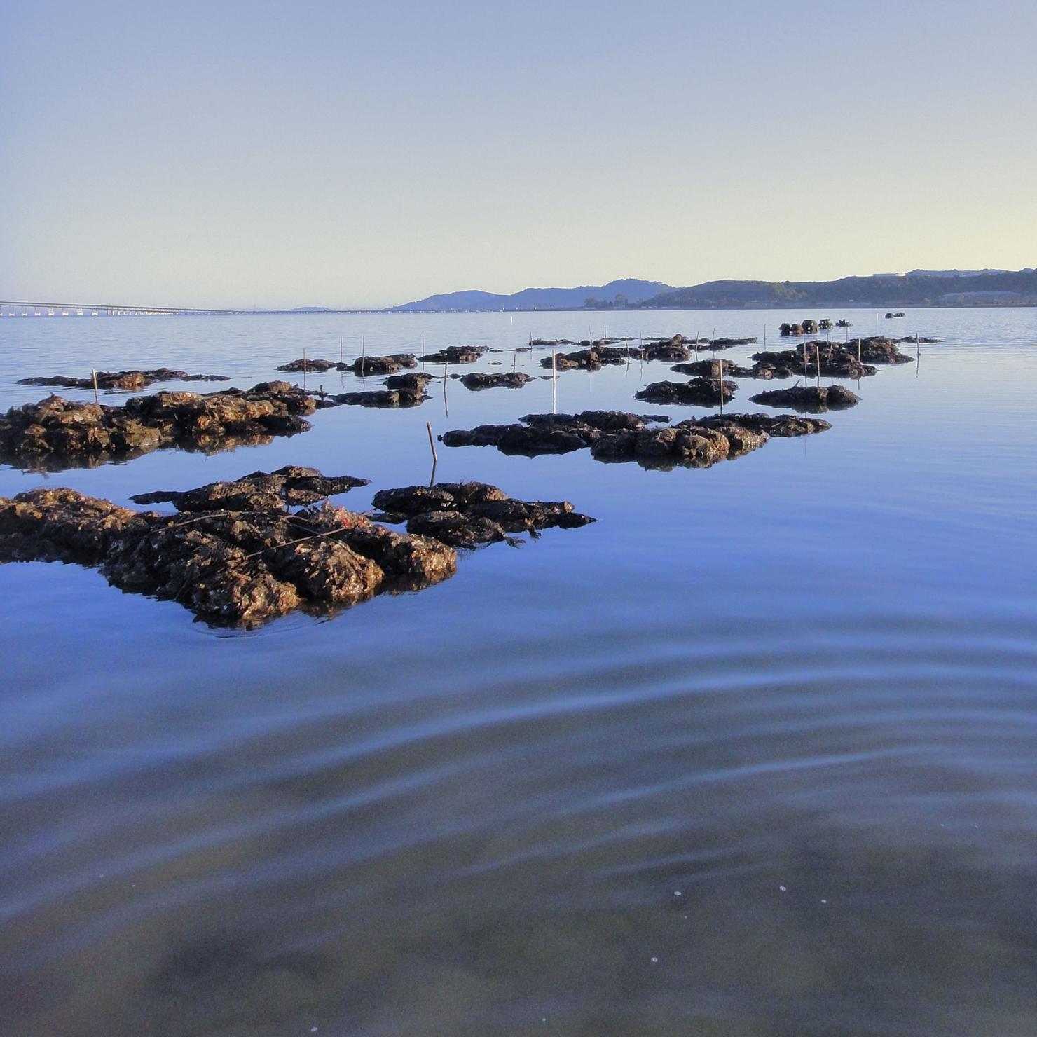 Restoration project in San Francisco Bay