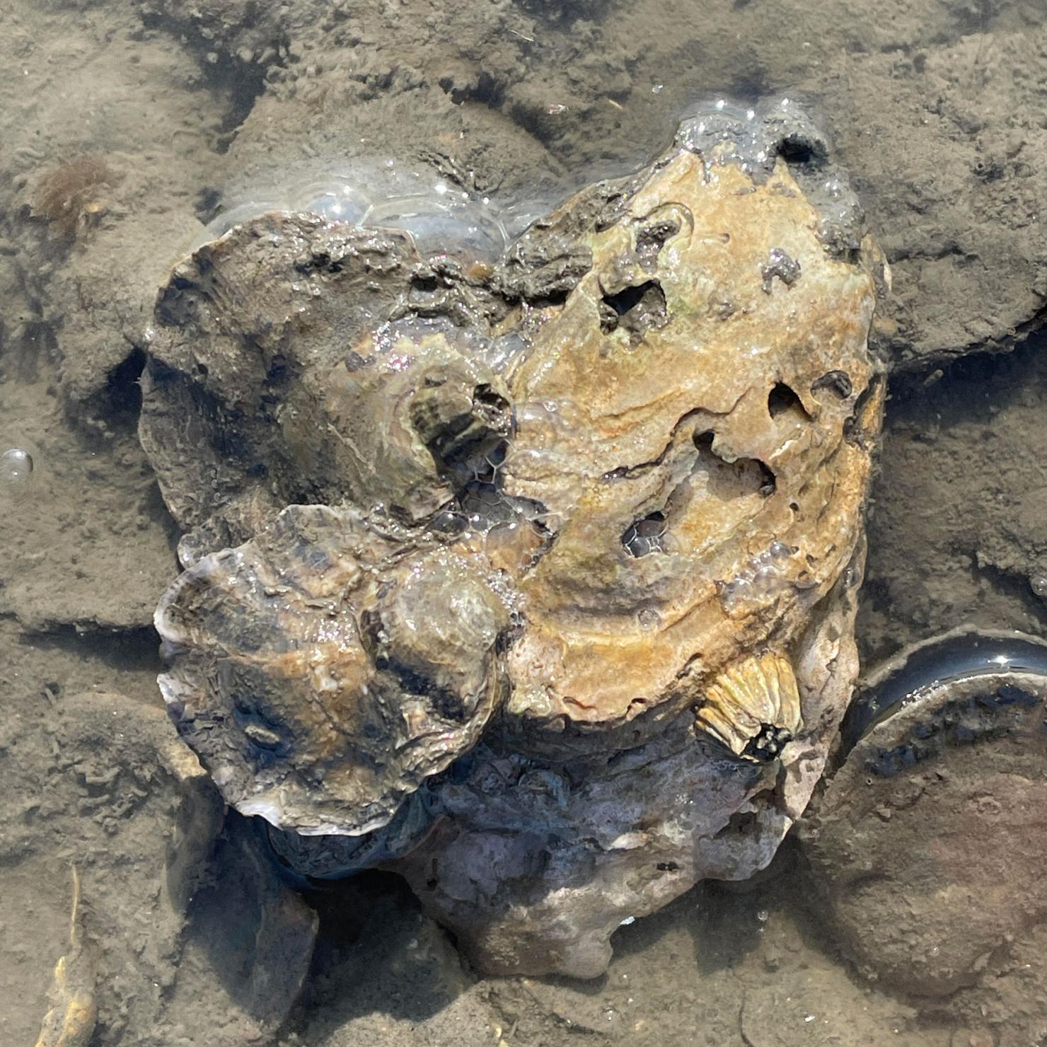 Two roundish Olympia oysters attached to this single Pacific oyster shell