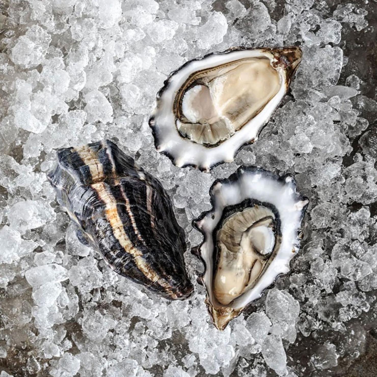Pacific oysters on ice